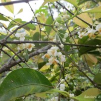 Calophyllum calaba L.